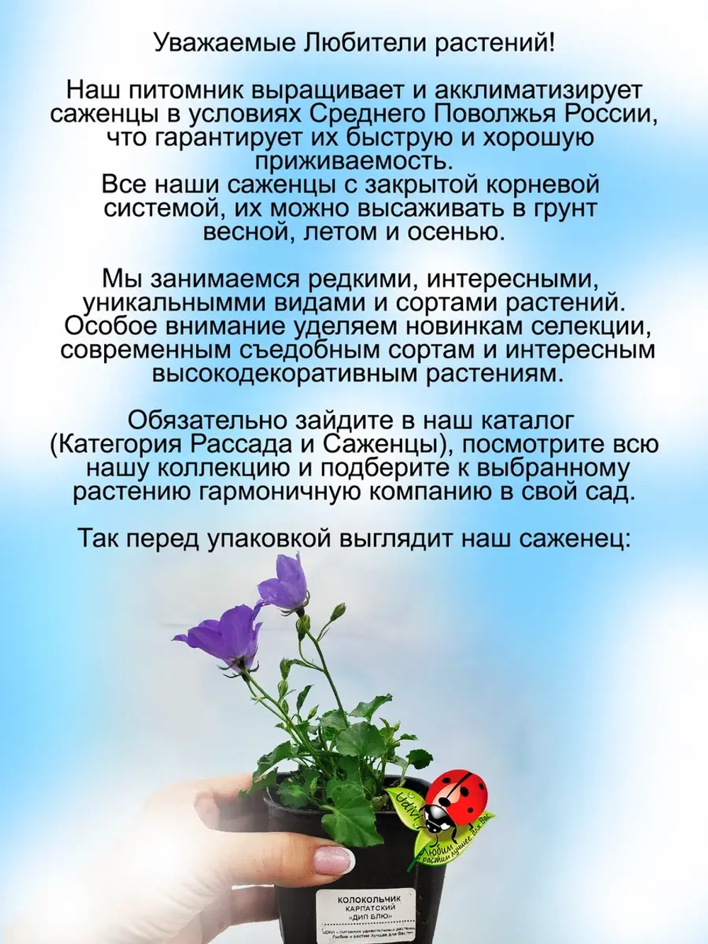 Колокольчик карпатский Перл Дип Блу синий