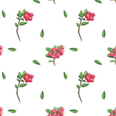 Акварельные веточки брусники на белом