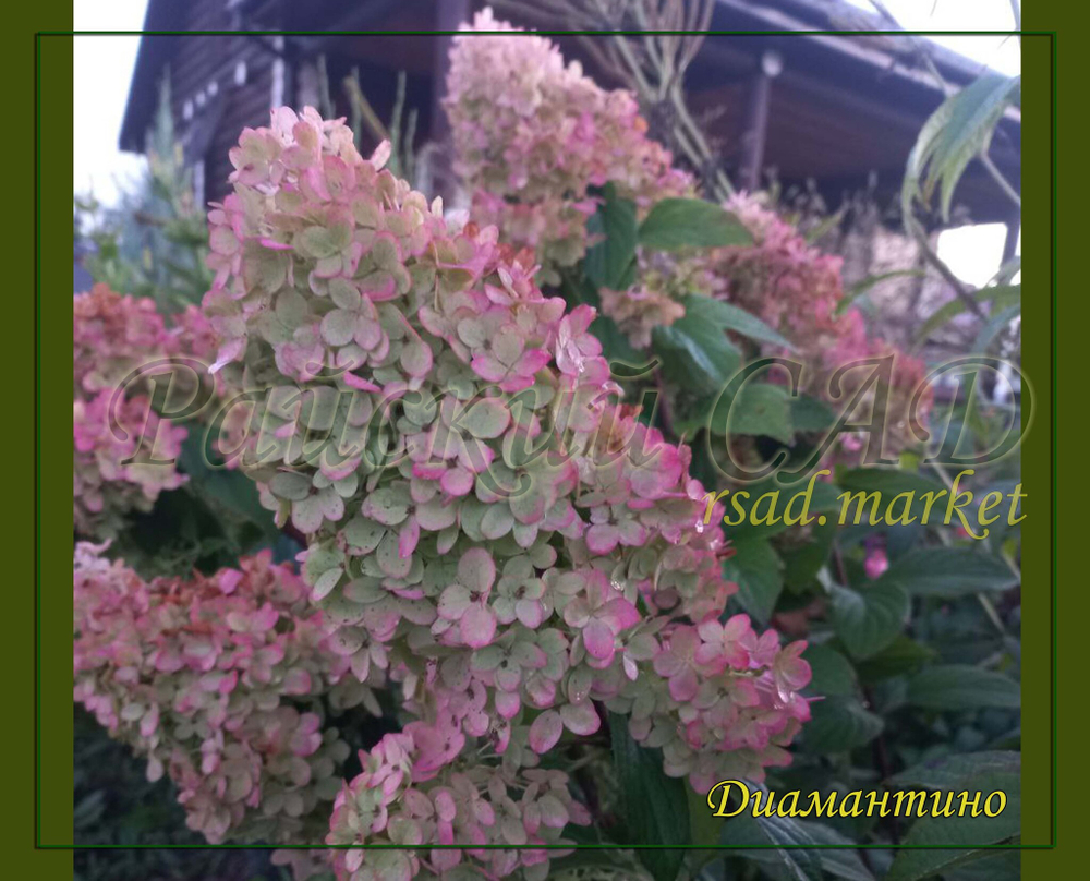 Гортензия метельчатая Диамантино- Алмаз (Hydrangea paniculata `Diamantino`)