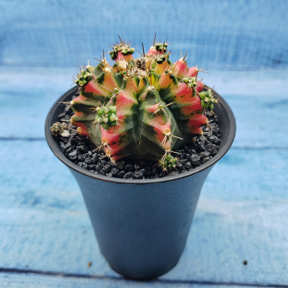 Gymnocalycium Variegata (Гимнокалициум Вариегатный)