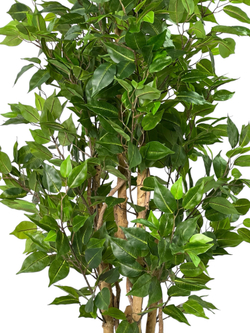 Фикус Бенджамина Новый 180 см.