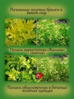 Полынь Жанлим вариегатная пёстролистная