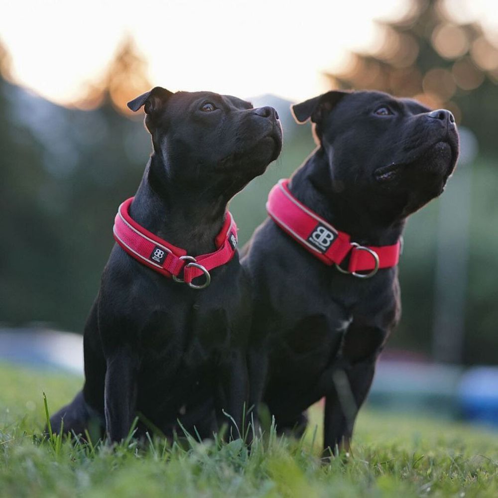 Ошейник Slip-On 3 см BullyBillows