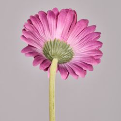 ЦВЕТОК ИСКУССТВЕННЫЙ "ГЕРБЕРА" ВЫСОТА=61СМ. (МАЛ=24 ШТ/КОР=96ШТ.)