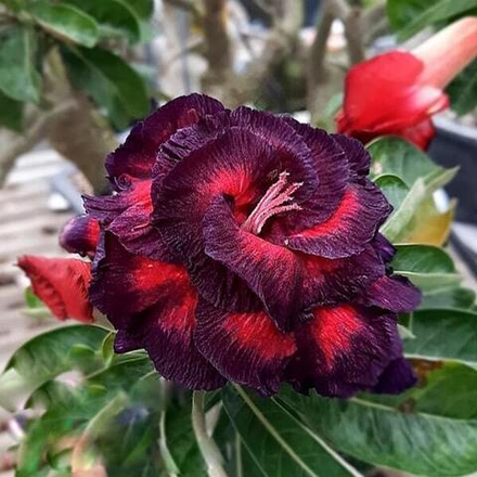 Адениум SPECIAL DATE