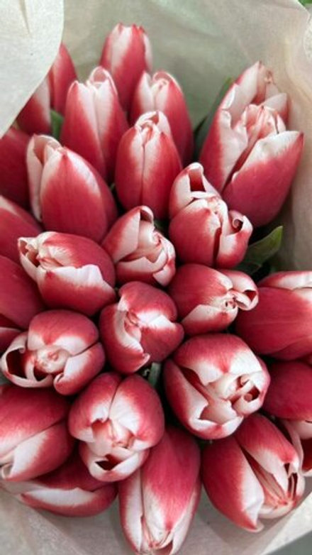 15 красно-белых тюльпанов с лентой