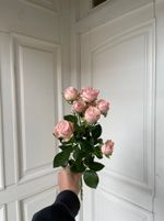 Пионовидная кустовая роза сорт БОМБАСТИК