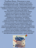 Голубика Бонус крупноплодная высокорослая