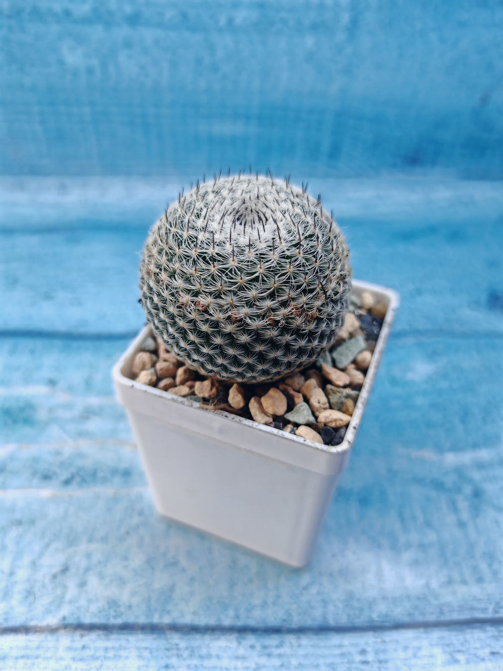 Mammillaria microthele superfina (Маммилярия)