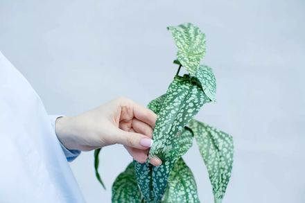 Бегония White ice из 12 листьев с корнями