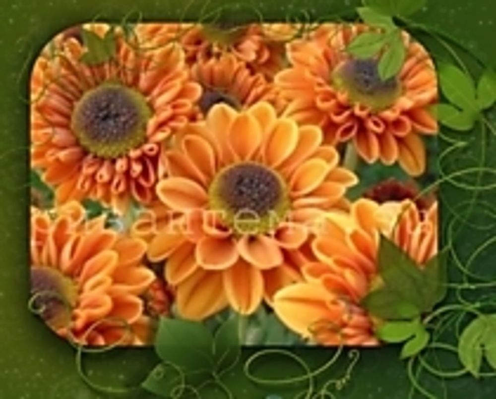 Хризантема кустовая Blink Elisa Orange