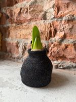 Амариллис луковица - цвет черный блеск в ткани