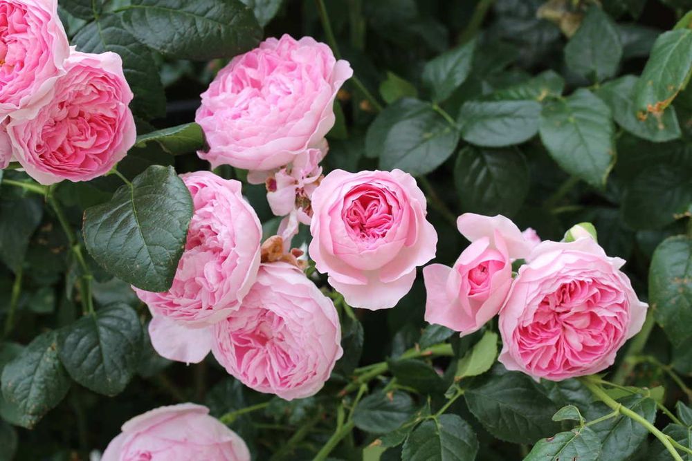 Мон Кёр (Mon Coeur)