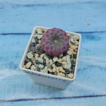 Sulcorebutia rauschii (Сулькоребуция)