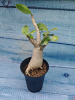Adenium Baobab (Адениум)