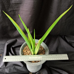 Сансевиерия SIAM GREEN VAR