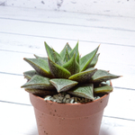 Echeveria Purpusorum White Form (Эхеверия)