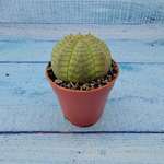 Euphoria Obesa (Эуфорбия)