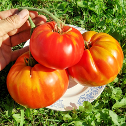 Помидоры - Морозовский