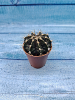 Gymnocalycium Friedrichii (Гимнокалициум)