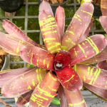 Неорегелия FLASH POINT MINI