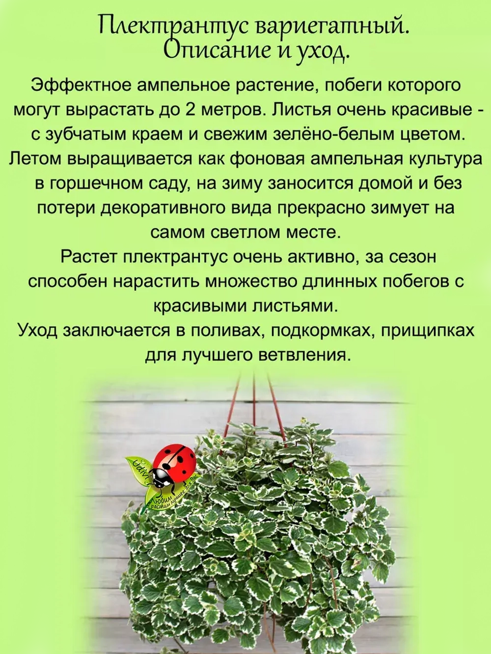 Плектрантус Вариегатный ампельный