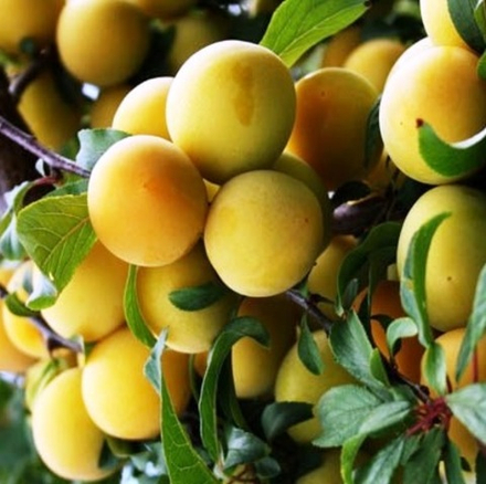 Алыча Злато Скифов