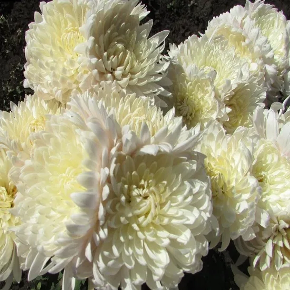 Хризантема корейская Незнакомка