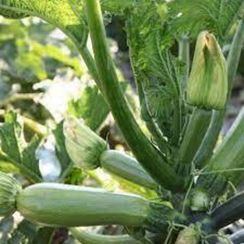 КОРДЕЛИЯ F1 семена кабачка (Syngenta | Alexagro)