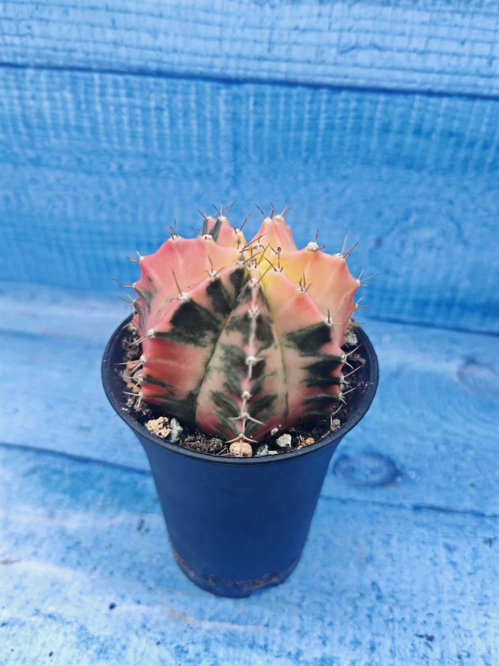 Gymnocalycium Variegata (Гимнокалициум Вариегатный)