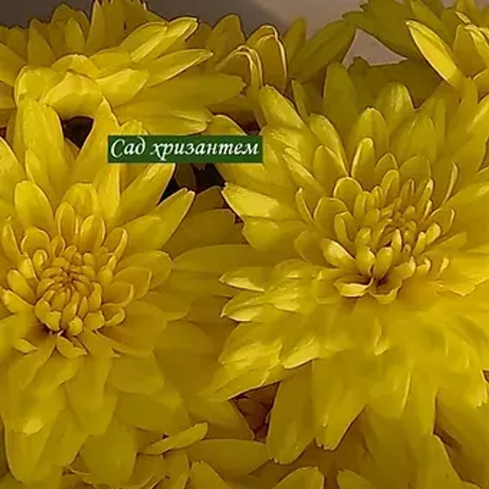 хризантема мультифлора сорта шаровидные