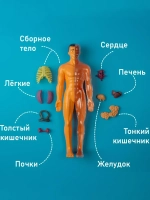 Набор для опытов Строение анатомия человека для детей