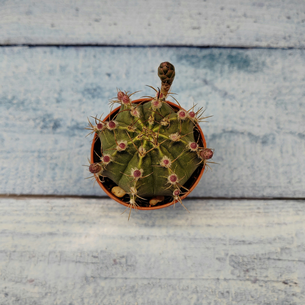 Gymnocalycium Friedrichii (Гимнокалициум)