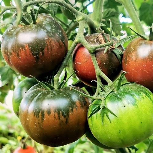 Помидоры Цыган