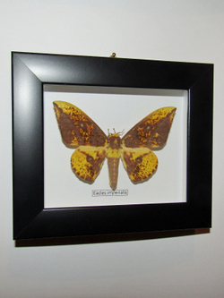 Сатурния Eacles imperialis в рамке