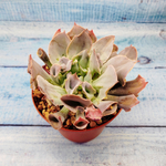 Echeveria Trumpet Pinky (Эхеверия)
