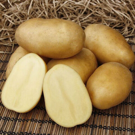 Картофель семенной Гулливер