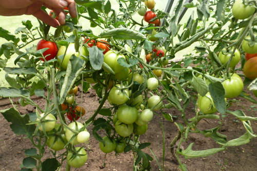 Помидоры – Смоленский