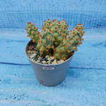 Tephrocactus Molinensis Red Glochids (Тефрокактус)