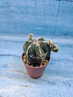 Astrophytum Myriostigma "Hakujo Fukuryu" (Астрофитум)