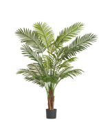 Пальма Арека Хризалидокарпус New в-150 см (Sensitive Botanic) 2/2 10.11955N