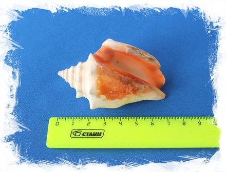 Стромбус Пужилис, 6-8см, 1шт