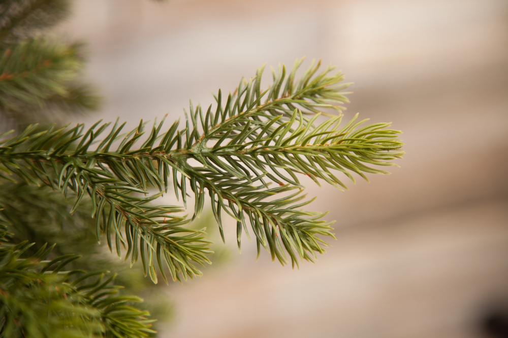 Ель Уэльская 260см зеленая Triumph Tree