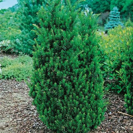 Тис средний Хилли