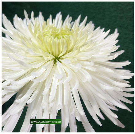 Хризантема кустовая, одноголовая White Sheena /к.39 /поставка весна 2026г/