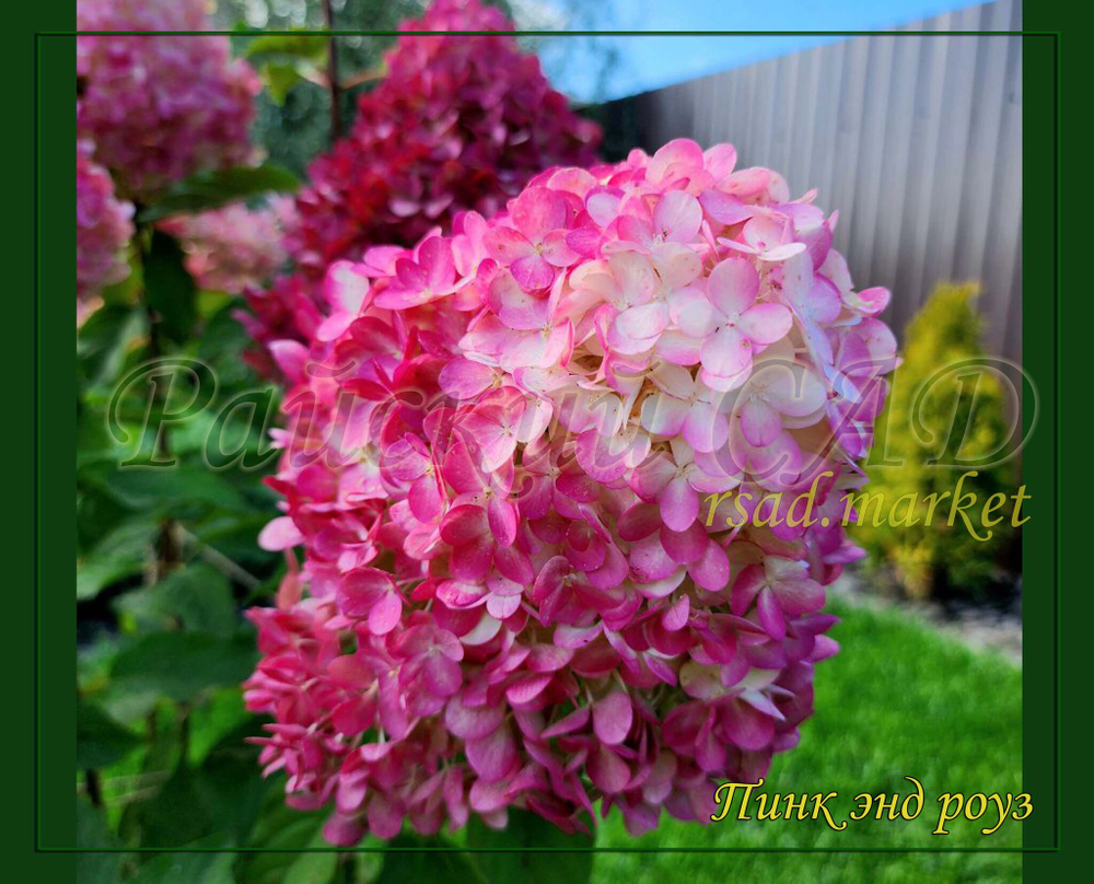 Гортензия метельчатая Пинк энд Роуз- Розовый и Роза (Hydrangea paniculata `Pink and Rose`)
