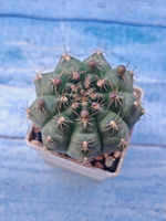 Gymnocalycium damsii (Гимнокалициум)