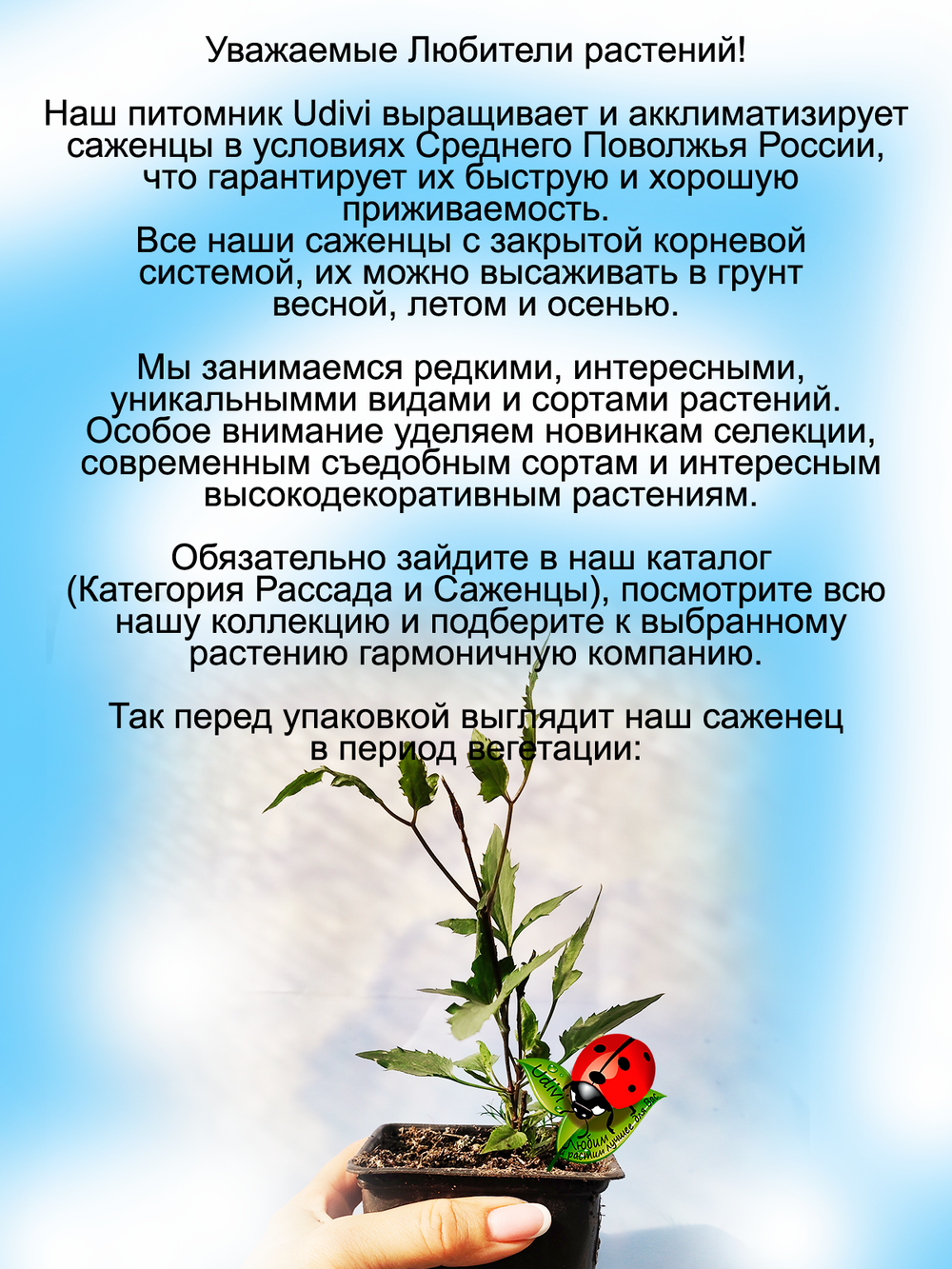 Тангутский клематис многолетняя лиана