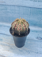 Gymnocalycium T-Rex Pink hybrid (Гимнокалициум T-rex)