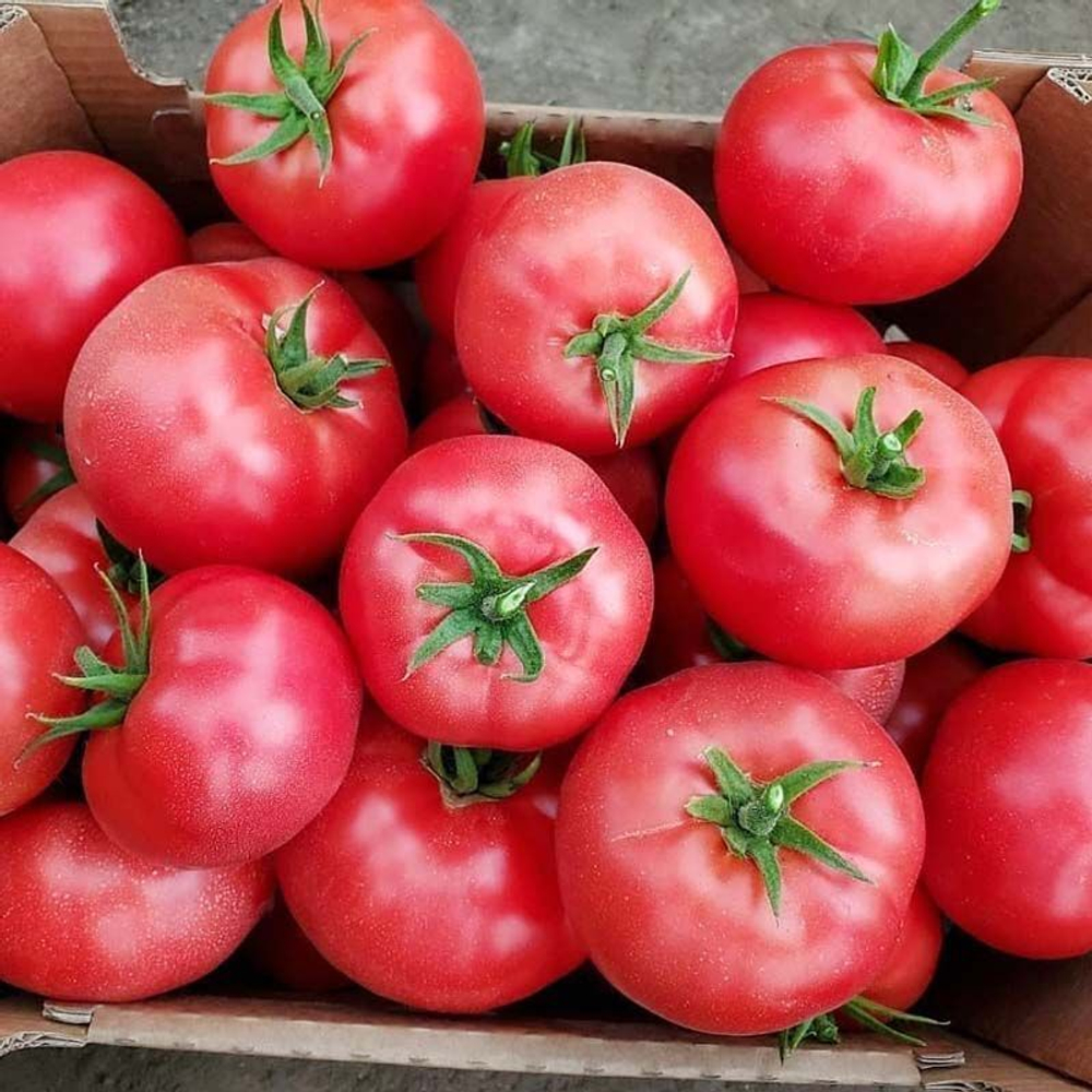 Мей Шуай F1 семена томата индетерминантного (Seminis / Семинис)